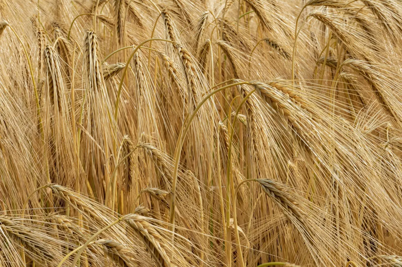 Golden barley ready for harvest