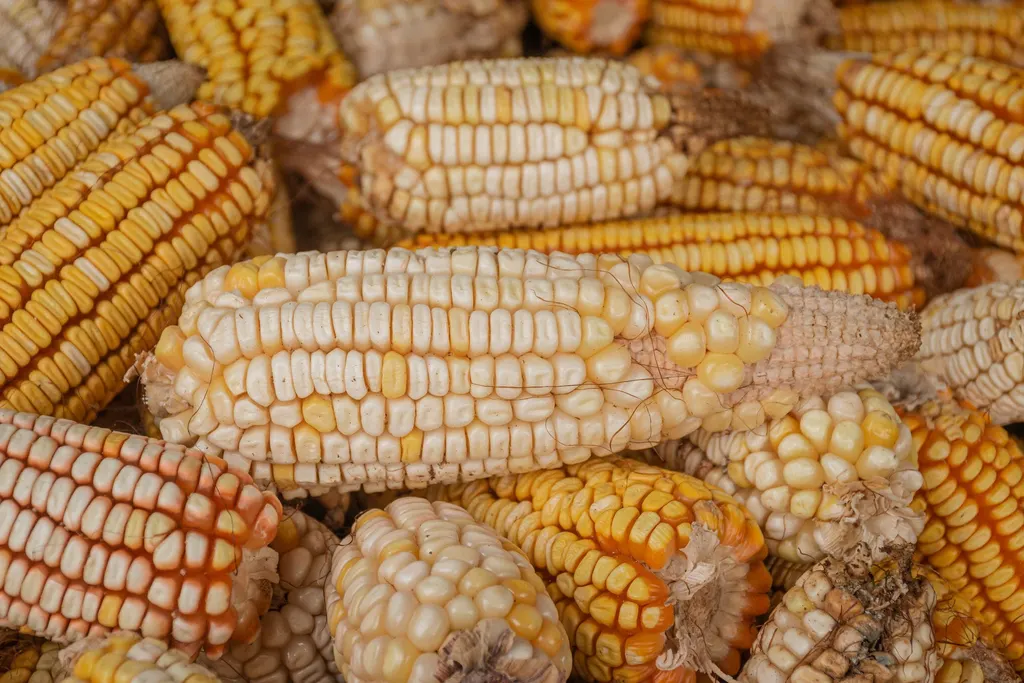 Ears of dried white and yellow corn